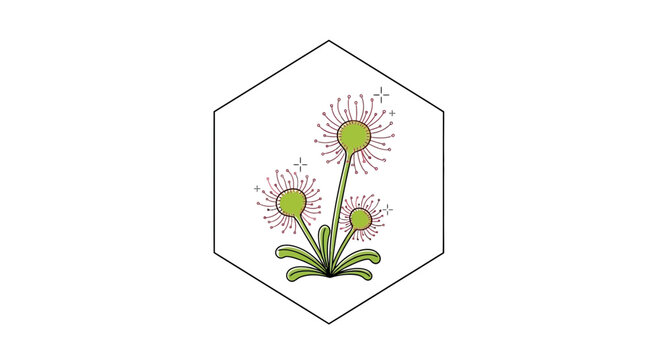 dionaea muscipula, venus flytrap plant
