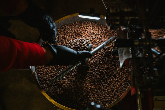 A coffee roaster puts coffee beans into a roaster machine.