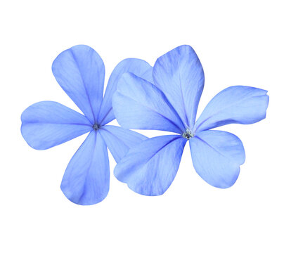 White plumbago or Cape leadwort flower. Close up small blue flower bouquet isolated on transparent background.	