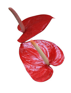 Close-up of anthurium flower isolated on transparent background. Glossy heart-shaped spathe and spadix, vibrant tropical ornamental plant.	