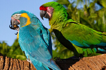 Naklejka premium Macaws