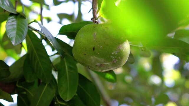 Diospyros nigra (black sapote, chocolate pudding fruit, Diospyros digyna , Sapota nigra, black persimmon, chocolate pudding tree).  A tropical fruit tree native to Mexico and Central America