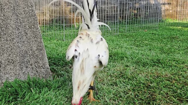 A white gamecock rooster stands on lush green grass near a grey stone pillar in a rural backyard setting with wire cages in the background.