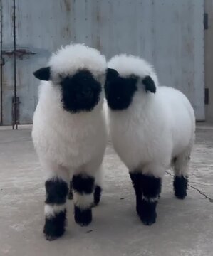 
Adorable Valais Blacknose Sheep Pair &ndash; The World's Cutest Fluffy Sheep
