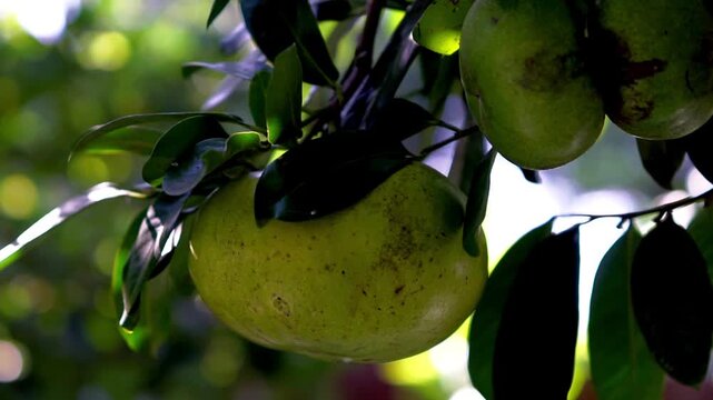 Diospyros nigra (black sapote, chocolate pudding fruit, Diospyros digyna , Sapota nigra, black persimmon, chocolate pudding tree).  A tropical fruit tree native to Mexico and Central America