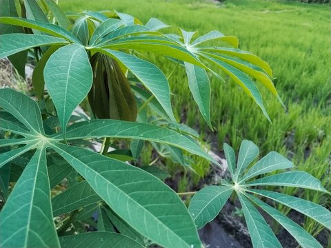 cassava leaves in the background of rice fields