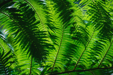green fern leaves © Takuya Ishida