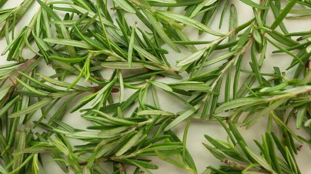 Rosemary rotation top view. Green leaves.