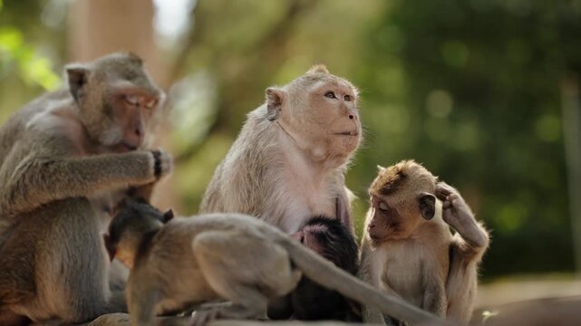 Macaque Family Caring For Newborn Baby Near Angkor Wat Cambodia 4K
