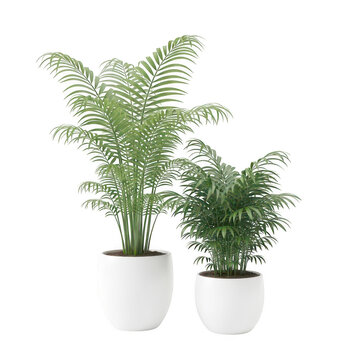 Two lush fern plants in white pots