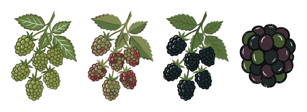 Illustration showing various stages of ripening blackberries on a branch