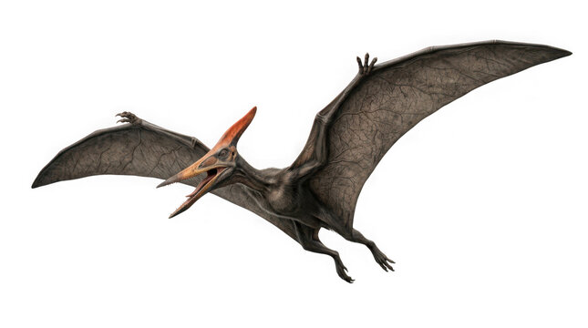Pterodactyl flying dinosaur isolated on transparent background