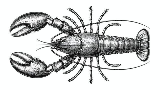 Vintage lobster engraving vector illustration, antique seafood sketch on white background, detailed marine crustacean etching for restaurant menus