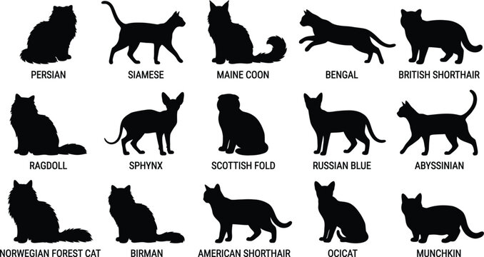 Collection of various cat breed silhouettes isolated on a white background with breed names written below