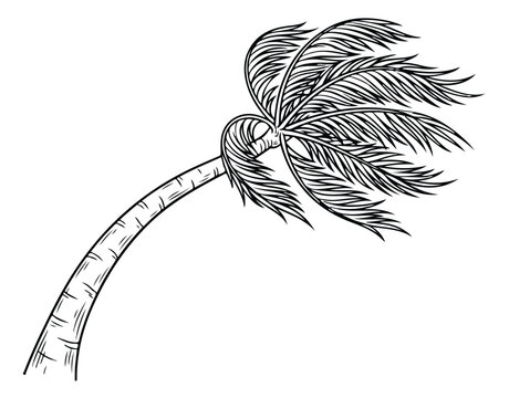 Vintage palm tree engraving, hand drawn tropical coconut tree in wind, black and white botanical vector illustration for summer beach design