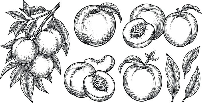 Detailed hand drawn peach fruits on a branch with leaves and sliced sections in a vintage botanical etching style botanical illustration vegetarian ingredient monochrome isolated