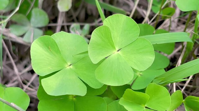 Fresh Green Water Clover Leaves (Marsilea Quadrifolia) in Deep Detail