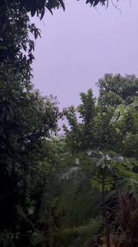 sunset in the forest