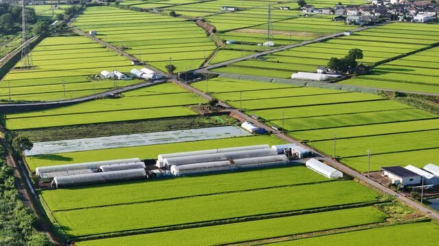 Vibrant green fields stretch under clear skies. Rows of white greenhouses line the farmland neatly. Paths divide the fields, leading to distant houses. Sunlight glints off crops in quiet