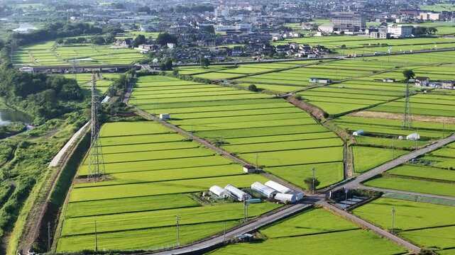 Aerial view of vast green rice paddies. Farming fields stretch with neat, straight rows. Power lines run alongside the cultivated land. Rivers flow gently near the farmland's edge