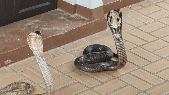 Two Black Cobras Slithering on tiled in houuse