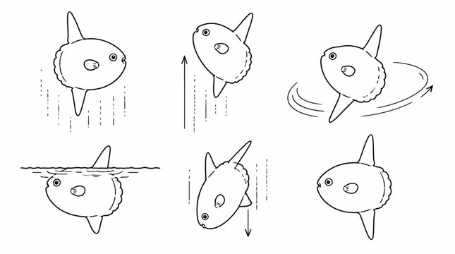 Sunfish Mola Mola Vector Set Showing Various Swimming Movements