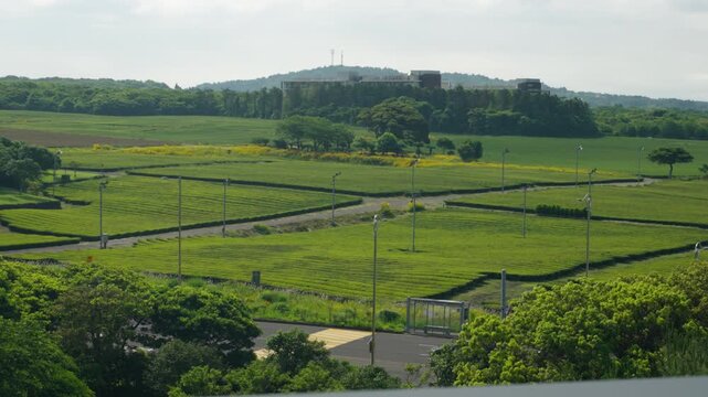 Neatly trimmed green tea rows stretch across rolling plantation fields with car passing on roadway and wooded hills beyond
