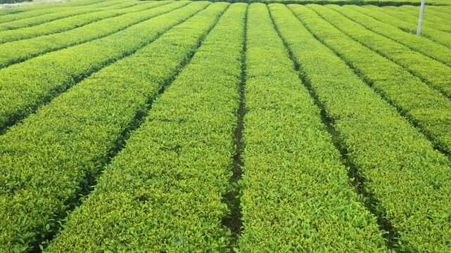 Forward dolly shot glides low above perfectly aligned rows of lush green tea bushes stretching across sunlit plantation field