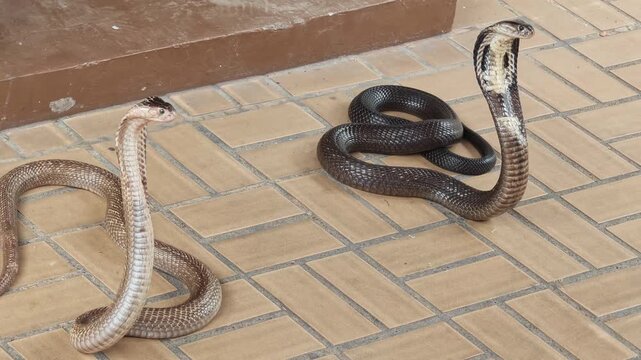 Two Black Cobras Slithering on tiled in houuse