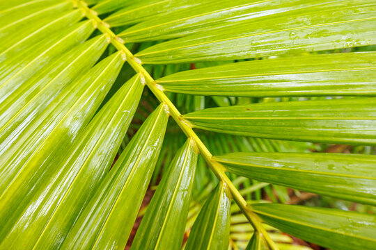 Lush greenery with dew drops close up