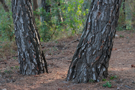 Troncos de pino con corteza rugosa en el suelo cubierto de ac&iacute;culas de un bosque mediterr&aacute;neo