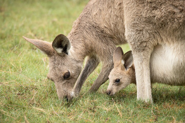 A mother kangaroo and her joey or baby, happily feed on the grass in a field, with the joey lying in the mother's pouch while grazing at Arundel wetlands on the Gold Coast in Queensland, Australia.  © Shirley and Johan