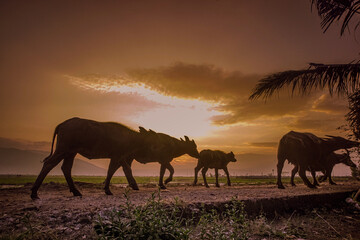 Fototapeta premium herd of horses