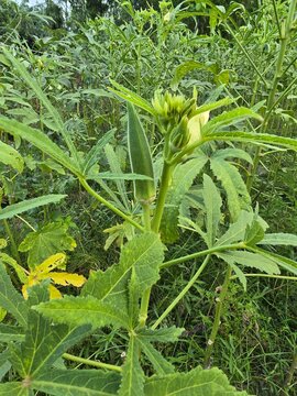 Okra , Abelmoschus esculentus, known in some English-speaking countries as lady's fingers