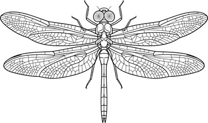 Dragonfly Insect Top View Graphic Featuring Highly Detailed Veined Wings Black Linear Line Art Outline For Coloring BookDragonfly Insect Top View Graphic Featuring Highly Detailed Veined Wings Black  © mdariful