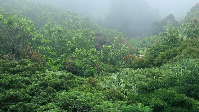 オガサワラビロウの母島の森
