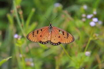 a butterfly on the wildflowers © Sang
