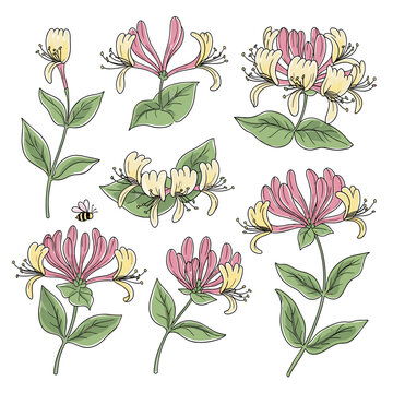 Set of Various Honeysuckle Flower Stems
