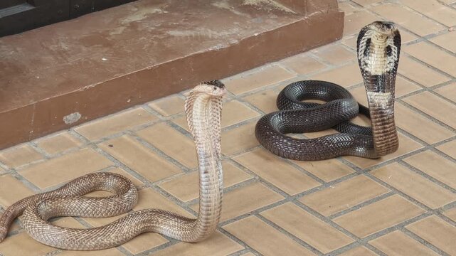 Two Black Cobras Slithering on tiled in houuse