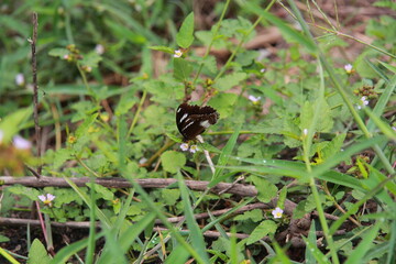 a butterfly on the wildflowers © Sang