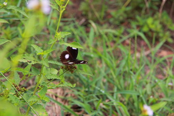 a butterfly on the wildflowers © Sang