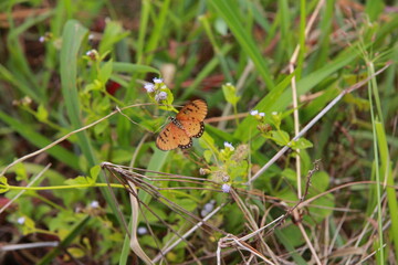 a butterfly on the wildflowers © Sang