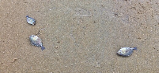 Dead Fish and Marine Life Stranded on Sandy Beach After Low Tide, Environmental Marine Ecosystem Crisis Concept. © beelaa