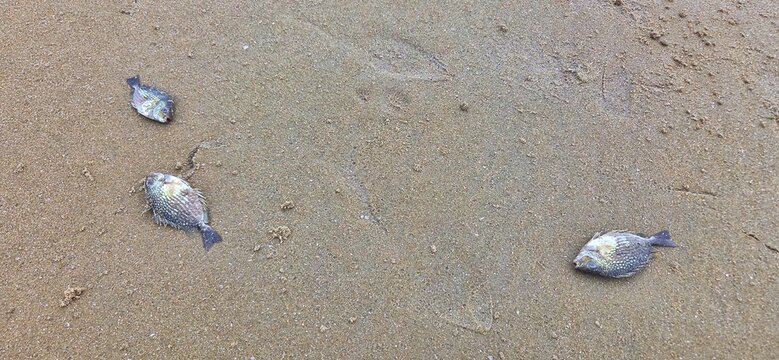 Dead Fish and Marine Life Stranded on Sandy Beach After Low Tide, Environmental Marine Ecosystem Crisis Concept.