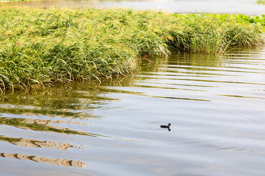 Urban Wetland Park in Summer