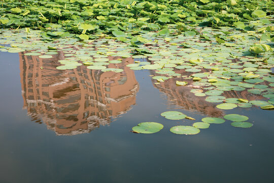 Urban Wetland Park in Summer