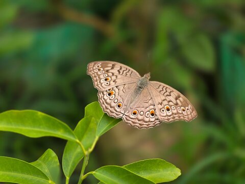 Junonia atlites, commonly known as the grey pansy butterfly, perched gracefully on a green leaf. This delicate butterfly is recognized by its pale grey wings adorned with intricate eye spots 