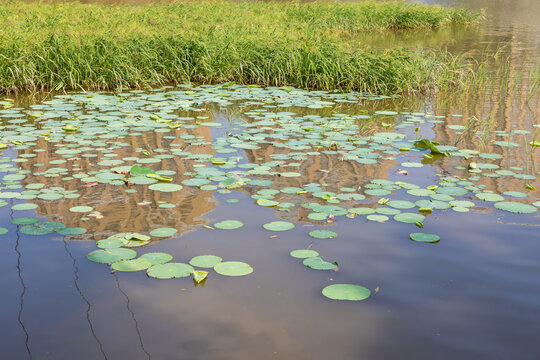 Urban Wetland Park in Summer