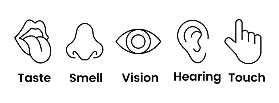 Five sense icons depicting taste smell vision hearing and touch in a linear style senses sensory perception icon line art