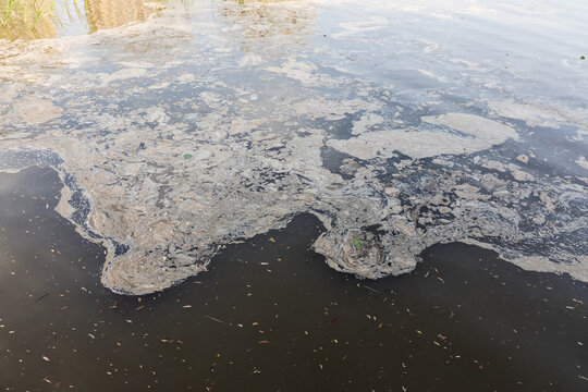 Polluted wetlands in the city